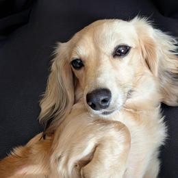 Lucy - Dachshund