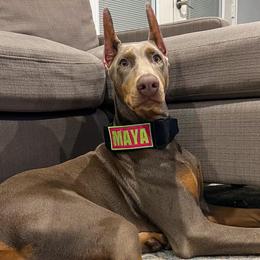 Maya - Doberman Pinscher