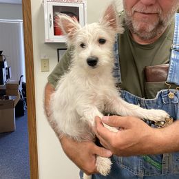 Chesapeake Bay Retriever and West Highland White Terrier Puppies from BlueBelle's Canine Companions