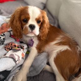 Maisie - Blenheim female Cavalier King Charles Spaniel puppy in Washington, North Carolina from Farmhouse Cavaliers NC
