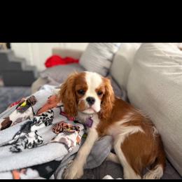 Maisie - Blenheim female Cavalier King Charles Spaniel puppy in Washington, North Carolina from Farmhouse Cavaliers NC
