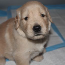 Golden Retriever Puppies from Life is Golden