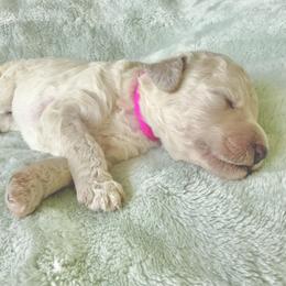 Girl 1 - White female Poodle puppy in Screven, Georgia from Dreamland Standard Poodles