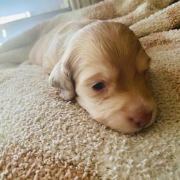Dodger - Dapple male Dachshund puppy in Fontana, California from DOXI.E.