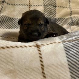 Pickles - Sable male German Shepherd puppy in Ashland, Alabama from CzechDDR