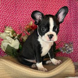 Sarah - Black brindle and white female Boston Terrier puppy in Mountain Home, Arkansas from B and T Lewis Farms