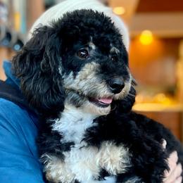 Licorice - Poodle