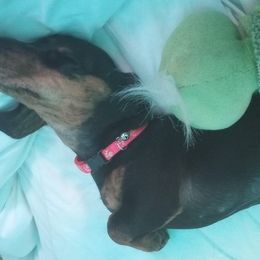 Dachshunds from Monica's Dachshunds