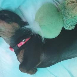 Dachshunds from Monica's Dachshunds
