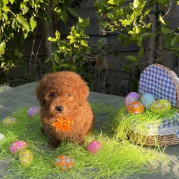 Orange - Red  Goldendoodle puppy in Altadena, California from Dena Hills