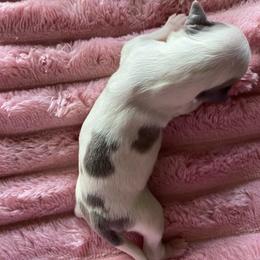 Ava - Blue and white female Chihuahua puppy in Red Bluff, California from Aye Chihuahua