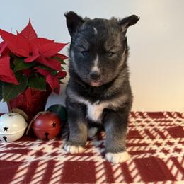 Coco - Agouti and white female Siberian Husky puppy in West Branch, Michigan from First Frost Kennels