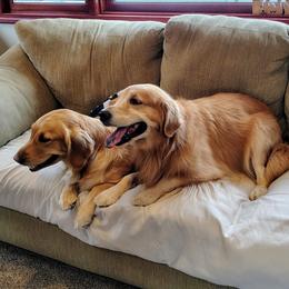 Golden Retriever puppies from Agnes' Golden Retrievers