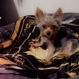 Yorkshire Terrier Puppies from Joy Riley's Yorkies