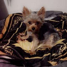 Yorkshire Terrier Puppies from Joy Riley's Yorkies