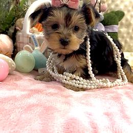 Yorkshire Terrier Puppies from Prims Puppies LLC