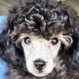 Comet - Silver Poodle puppy in Jurupa Valley, California from Silver Stars Toy Poodles