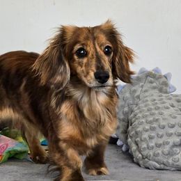 American Corgis and Dachshunds from Roth's Wonderful Weenies and Corgis