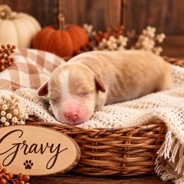 Gravy - Red  male Goldendoodle puppy in Atwood, Oklahoma from Luxe Doodle Haven
