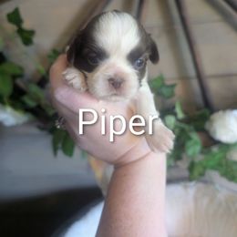 Piper - Liver and white female Shih Tzu puppy in Poultney, Vermont from Morgan's Shih Tzus