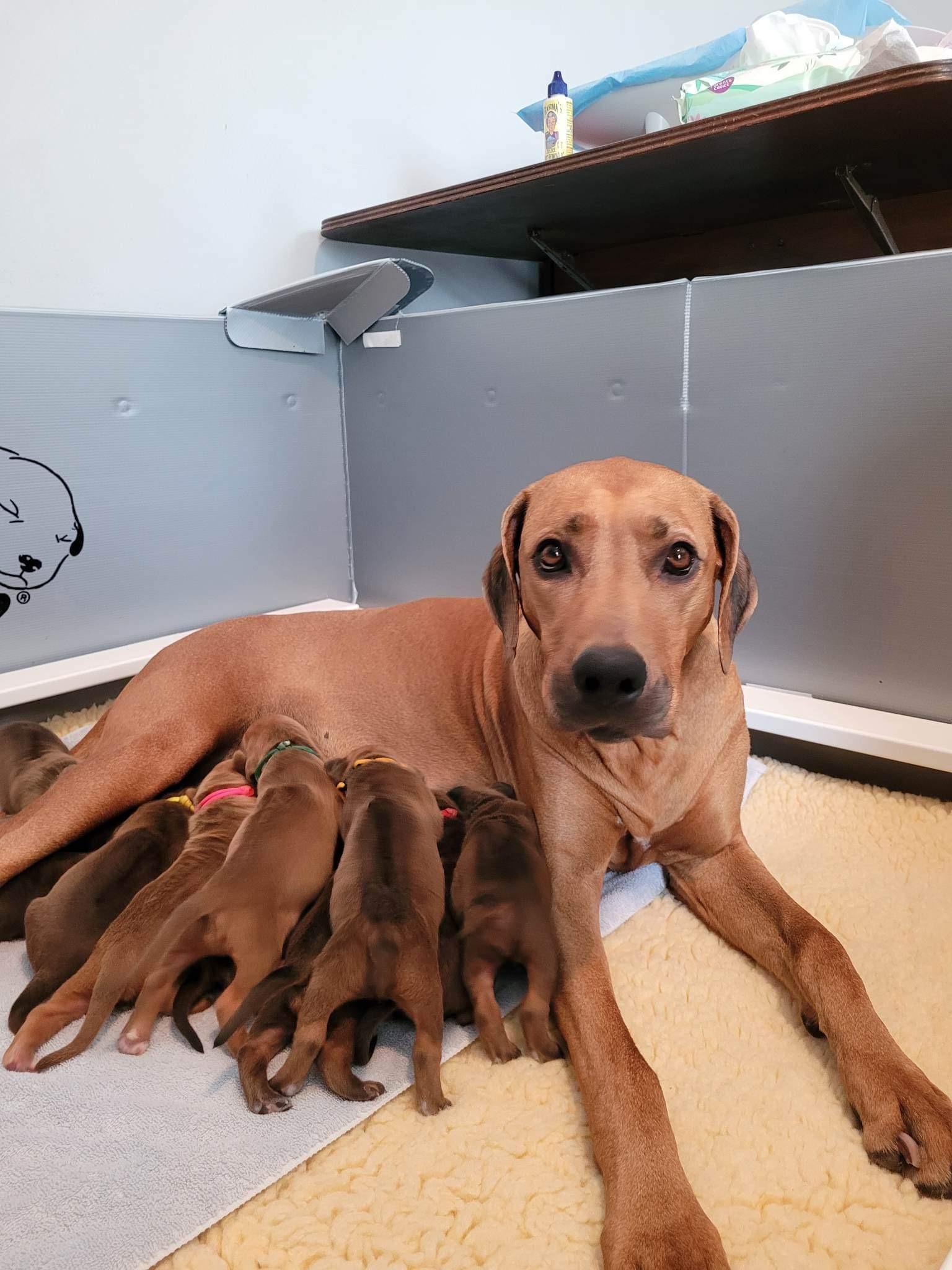 Regal Crown Rhodesian Ridgebacks Churchill Rhodesian Ridgebacks in Virginia | Rhodesian Ridgeback ...