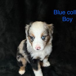 Boy 3 - Blue merle male Miniature American Shepherd puppy in Cleveland, Texas from Kayla's Mini American Shepherds
