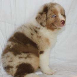 Ava - Red merle female Australian Shepherd puppy in Richmond, Texas from Big Zen Aussies