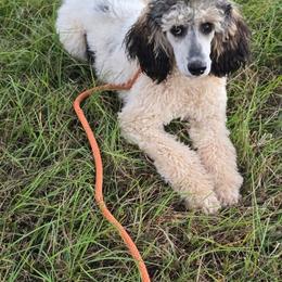 Ruthie - Poodle