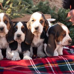 Basset Hounds from Puppy-Love Bassets