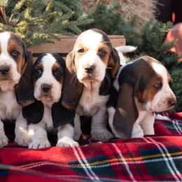 Basset Hounds from Puppy-Love Bassets