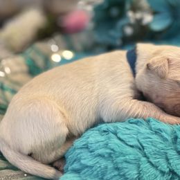 Golden Retriever Puppies from English Cream Goldens in Georgia