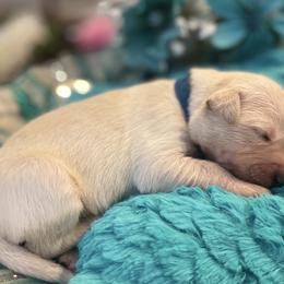 Golden Retriever Puppies from English Cream Goldens in Georgia