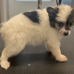 Puff girl - White female Chinese Crested puppy in Rockvale, Tennessee from Cosmic Chinese Cresteds & Wind-Echo Poodles