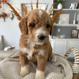 Sage - Red  male Goldendoodle puppy in Brooksville, Florida from Abby’s Standard Goldendoodles
