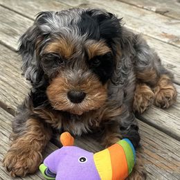 Pebbles - Cavapoo