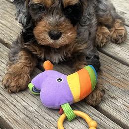 Pebbles - Cavapoo