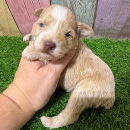 Sully - Wheaten male Miniature Schnauzer puppy in Lufkin, Texas from C&K’s Schnauzer House
