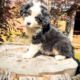 Boy 3 - Black tri Miniature Australian Shepherd puppy in Shingletown, California from Whiskeytown Aussies
