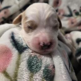 Forest - Blenheim male Cavapoo puppy in Roseville, California from Heavenly Goldendoodles