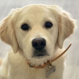 Golden Retrievers from White Oak Goldens