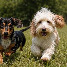 Dachshunds and Perro de Presa Canarios from Mesquite Creek Kennels