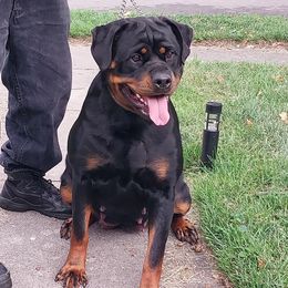 Aria - Rottweiler