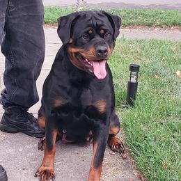 Aria - Rottweiler