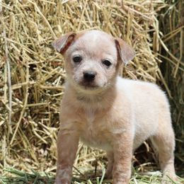 Waylon - Red speckled male Australian Cattle Dog puppy in Tucson, Arizona from Soqui Ortiz Cattle Ranch
