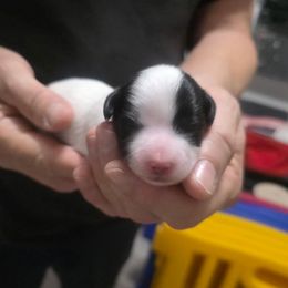 Aspen - White male Maltese puppy in Belleville, Michigan from Michigan Maltese Puppies