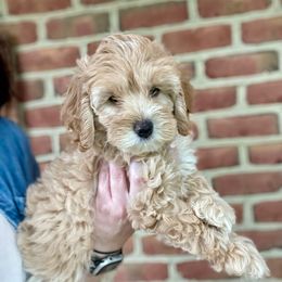 Sydney - Cream female Cockapoo puppy in Denver, Pennsylvania from Greenview Puppies