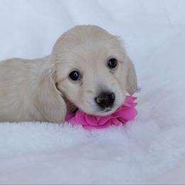 Pearl - Cream female Dachshund puppy in Richmond, Virginia from Irresistible Dachshunds & Cavaliers