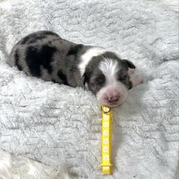 Trixi - Blue merle female Australian Shepherd puppy in Vail, Iowa from Homegrown Huskies