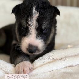 Smoke - Black and white male Siberian Husky puppy in Lodi, California from Wolves with Amor
