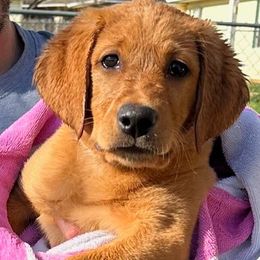 Green - Yellow Labrador Retriever puppy in Tabernacle, New Jersey from Glenn Farm Retrievers